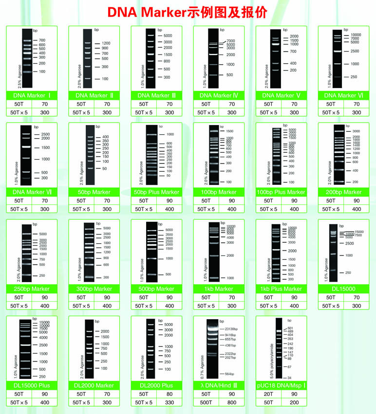 DNA Marker圖.jpg