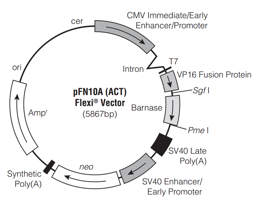 ZK550pFN10A (ACT).png