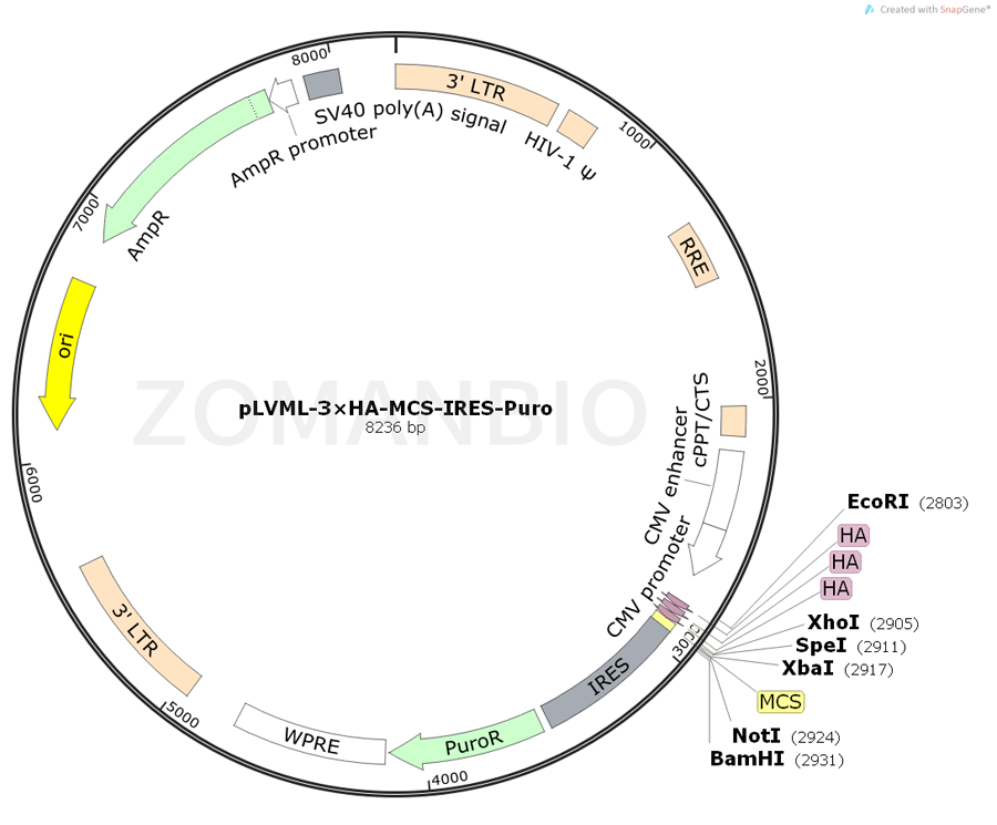 ZK2051 pLVML-3×HA-MCS-IRES-Puro.png