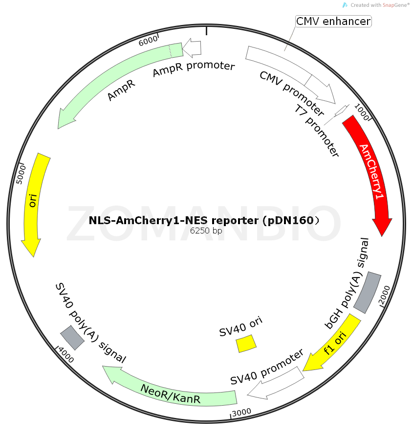 ZK2061 NLS-AmCherry1-NES reporter (pDN160).png