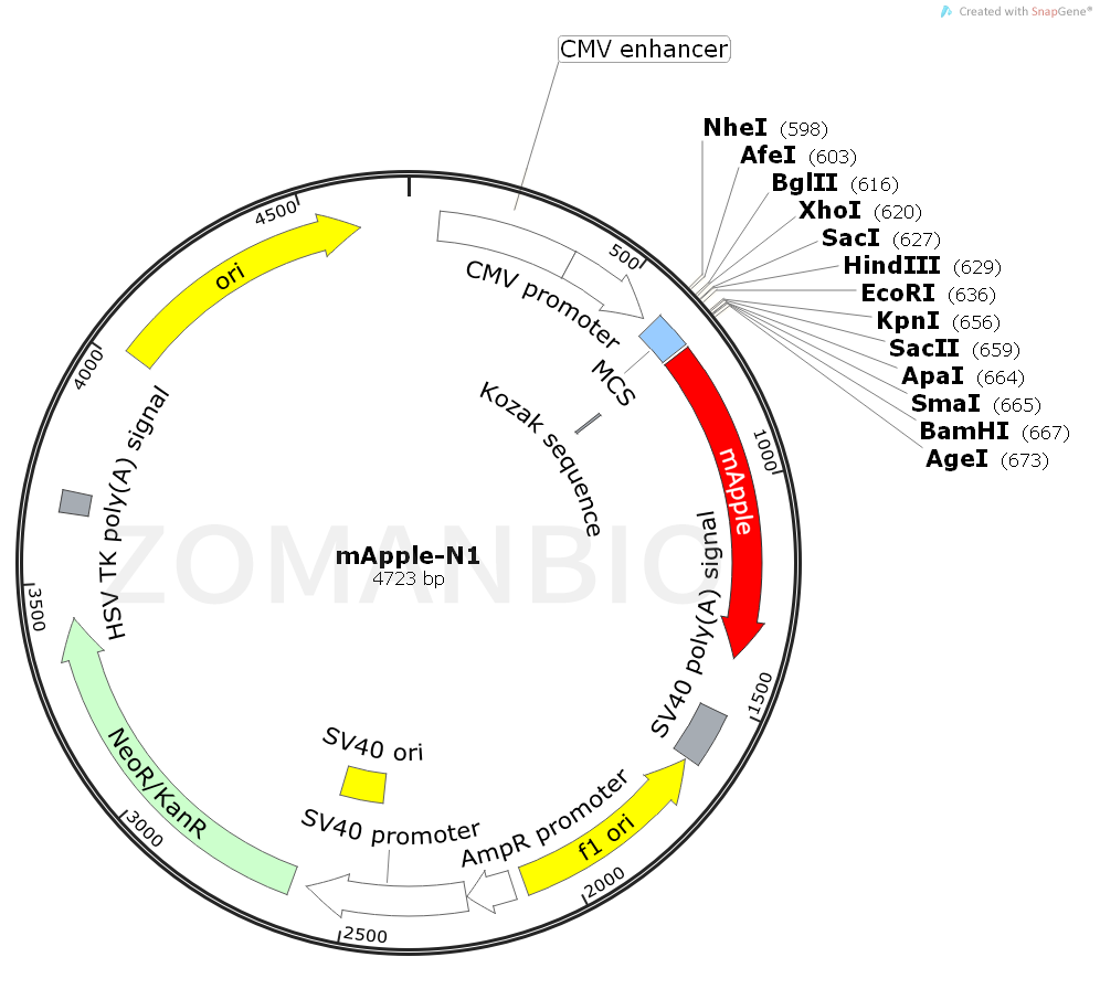 ZK2074 mApple-N1.png