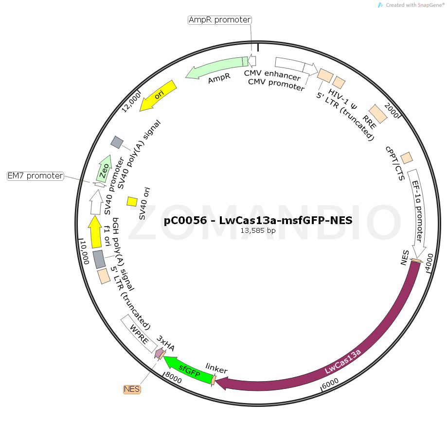 ZK2079 pC0056 - LwCas13a-msfGFP-NES.png