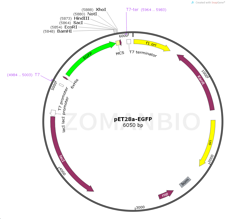 ZK1619 pET28a-EGFP.png