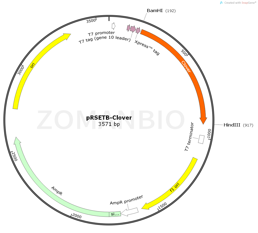 ZK1641 pRSETB-Clover.png