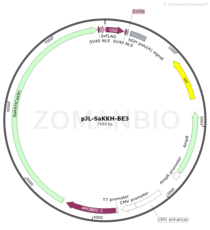 ZK1762 pJL-SaKKH-BE3.png