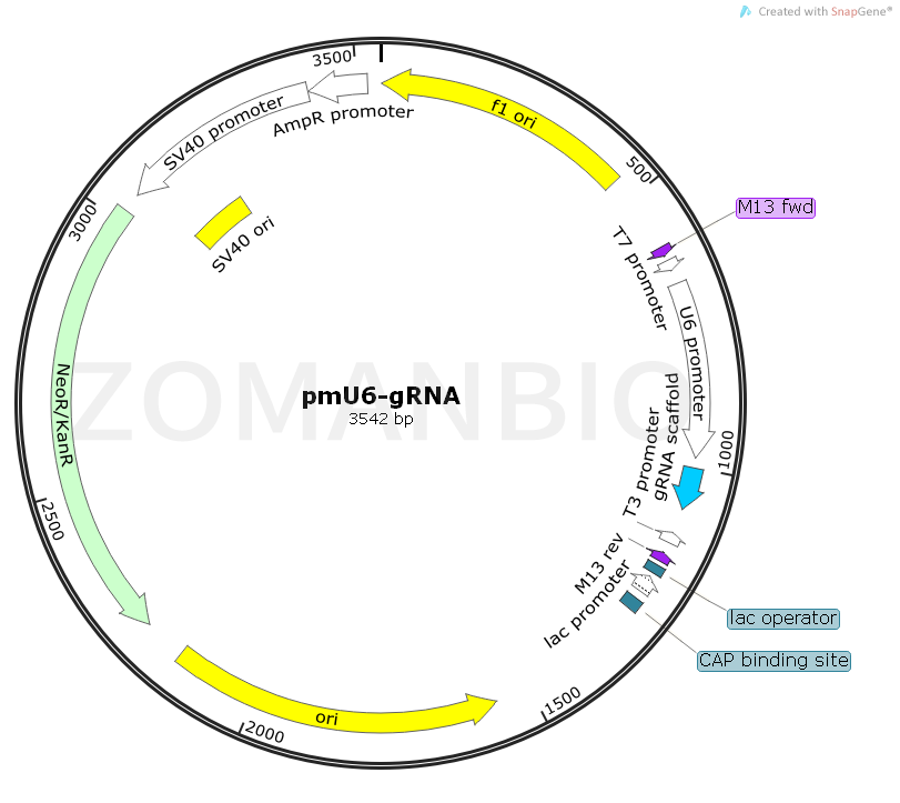 ZK1797 pmU6-gRNA.png