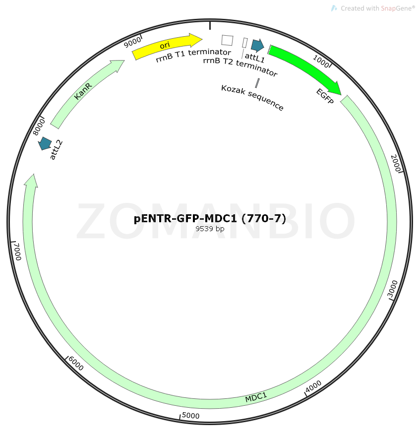 ZK2387 pENTR-GFP-MDC1 (770-7).png