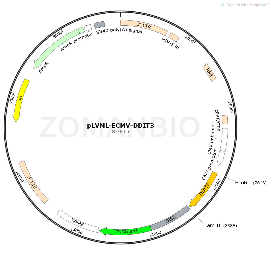 ZK2393 pLVML-ECMV-DDIT3.png