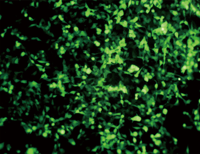 23.9 ZC302-上圖2.JPG 圖片