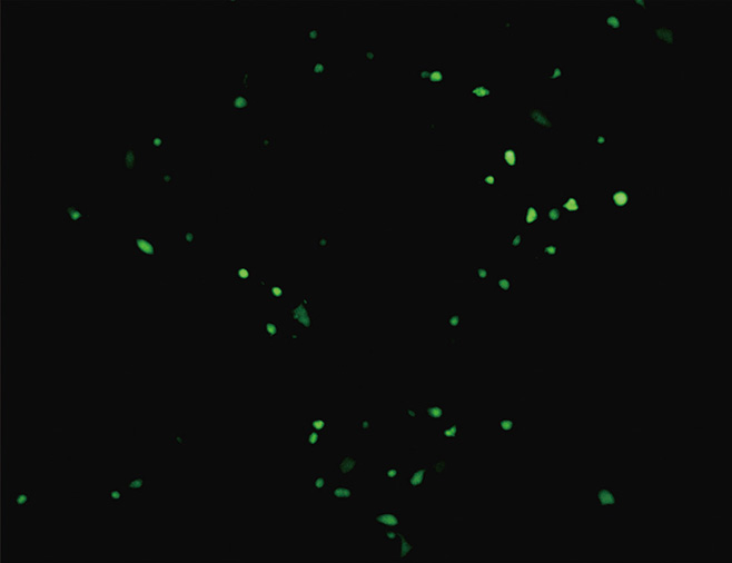 23.9 23.9 ZC302-下圖3.jpg 圖片